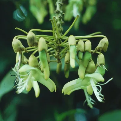 Produktbild von Kronleuchterbohne (Mucuna holtonii)  - 2 Samen