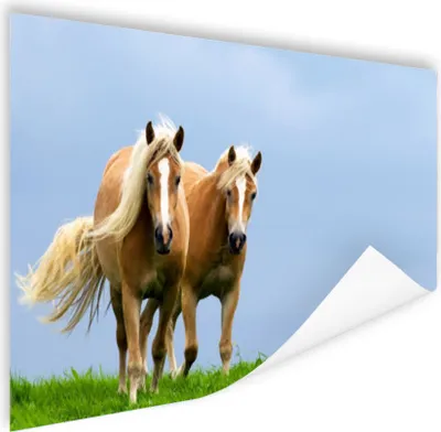 Produktbild von MuchoWow® Poster Pferde - Gras - Luft 120x80 cm - Bilder