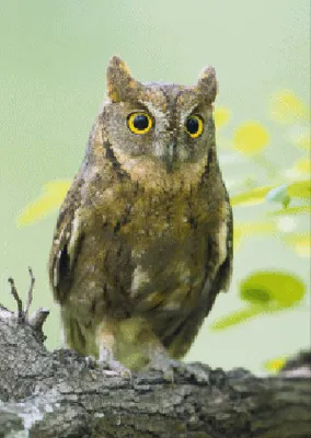 Produktbild von 3 D Ansichtskarte neugierige Eule, Postkarte Wackelkarte Hologrammkarte, Tier Vogel Kauz