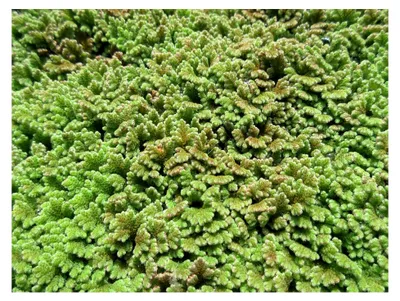 Produktbild von florari Azolla filiculoides/Großer Algenfarn