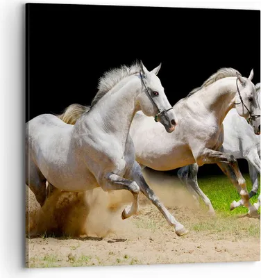 Produktbild von Bild auf Leinwand - Leinwandbild - Pferde Sand Gras - 70x70cm - Wand Bild - Wanddeko - Wandbilder - Leinwanddruck - Bilder - Kunstdruck - Wanddekoration - Leinwand bilder - Wandkunst - AC70x70-0175