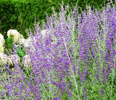 Produktbild von Dehner Blauraute Blue Spire, duftende und violettblaue Blüten, 20 - 30 cm, 3 l Topf, Zierstrauch