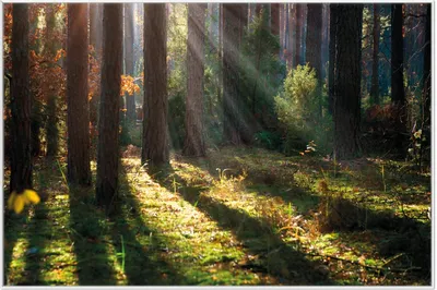 Produktbild von Wallario Wandbild Sonnenstrahlen im Herbstwald, Größe: 61 x 91,50 cm, Poster mit weißem Aluminiumrahmen