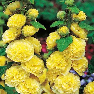 Produktbild von Stockrose winterhart Staude gefüllte Blüten Alcea Stockrose Stockmalve Gelb 1 St