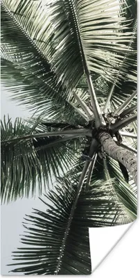 Produktbild von MuchoWow® Poster Palme - Tropisch - Sommer 20x40 cm - Plakat - Foto