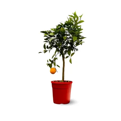 Image de Oranger - agrume méditerranéen - arbre fruitier - ↕ 75-85 cm - ⌀ 22 cm