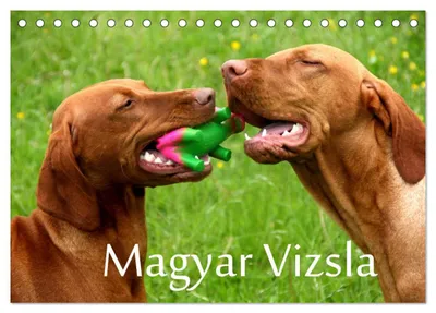 Produktbild von Magyar Vizsla (Tischkalender 2027 DIN A5 quer), CALVENDO Monatskalender