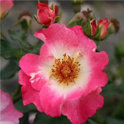 Produktbild von Rosa  - Kordes Nektar Rose - Rosa 'Dolomiti'