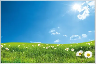 Produktbild von Wallario Wandbild Sommerwiese - Weiße Gänseblümchen vor blauem Himmel, Größe: 61 x 91,50 cm, Poster mit weißem Aluminiumrahmen