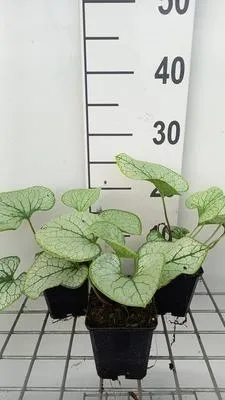 Obrázok produktu pre 6 x Brunnera macr. 'Silver Spear' - Kaukazský oštep - Topf 9 x 9 cm