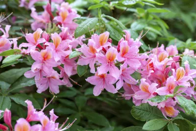 Produktbild von Rhododendron luteum 'Raimunde', gelb, 40–50 cm