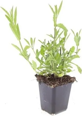 Immagine prodotto di Perenne ornamentale - Verbena bonariensis - vaso da 9 cm - set di 12 piante