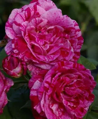 Produktbild von Strauchrose Ferdinand Pichard® - Rosa Ferdinand Pichard® - Historische Rose - Malerrose