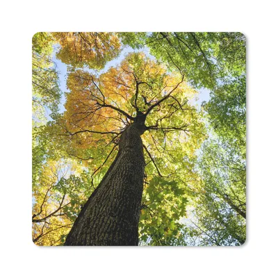 Produktbild von MuchoWow® Mauspad Mousepad Baum - Natur - Wald 30x30 cm - Mousepads - Maus Mat - Pad - Mausunterlage - Gaming