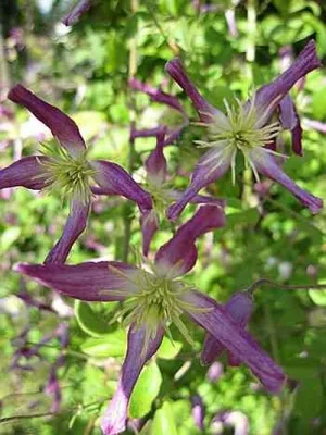 Produktbild von Clematis Aromatica - Waldrebe Aromatica 60 - 100 cm