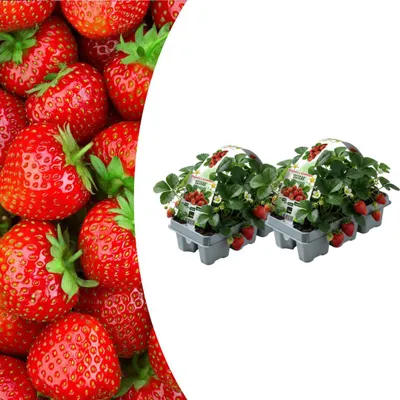 Produktbild von Erdbeerpflanzen 12er Set Fragaria winterhart für Garten Balkon Terrasse süße Erdbeeren selbst anbauen pflegeleicht essbare Pflanzen für