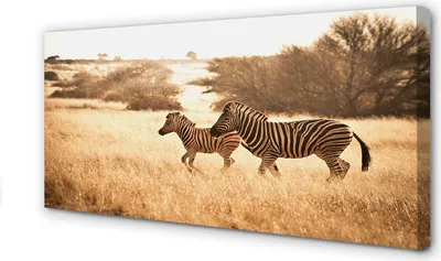 Produktbild von Leinwandbild 140x70 Wandkunst Zebra Feld Sonnenuntergang