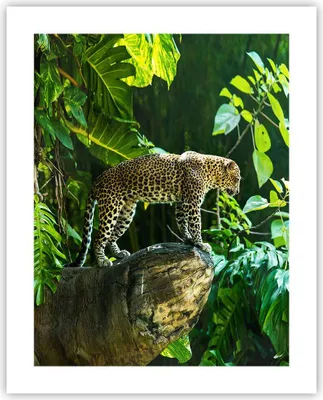 Produktbild von Poster - Poster ohne Rahmen - Dschungel Leopard Panther - 40x50 cm - Wand Bild - Wanddeko - Wandbilder - Kunstposter - Wandposter - Bilder - Kunstdruck - Wanddekoration - Wandbild - P2XPA40x50-4502
