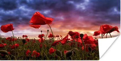 Produktbild von MuchoWow® Poster Mohn - Blumenfeld - Rot 150x75 cm - ohne Rahmen