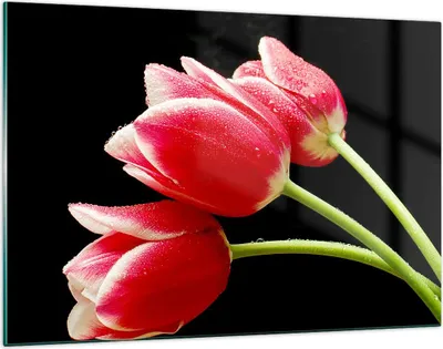 Produktbild von Bilder auf glas - Tulpe garten blume blumenstrauß - 120x80cm - Glasbilder - Wandbilder - Kunstdruck - zum Aufhängen bereit - Wanddekoration aus Glas - Glas Bilder - Wandbild auf Glas - GAA120x80-1494