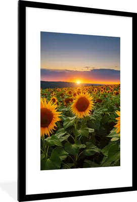 Produktbild von MuchoWow® Gerahmtes Poster Blumen - Nacht - Sonnenuntergang - Sonnenblume - Horizont 60x90 cm - Poster mit Schwarzem Bilderrahmen Wandposter Rahmen Foto Bilder - Dekoration - Wandposter Wohnzimmer - Hochwertig