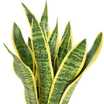 Produktbild von 5er-Set Bogenhanf - Sansevieria trifasciata Laurentii - Höhe ca. 35 cm, Topf-Ø 12 cm