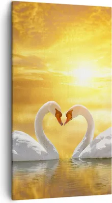 Produktbild von Bild auf Leinwand - Leinwandbild - Schwan Wasser Paar - 45x80cm - Wand Bild - Wanddeko - Wandbilder - Leinwanddruck - Bilder - Kunstdruck - Wanddekoration - Leinwand bilder - Wandkunst - PA45x80-3872