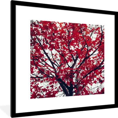 Produktbild von MuchoWow® Gerahmtes Poster Ahorn - Blätter - Herbst - Natur 40x40 cm - Poster mit Schwarzem Bilderrahmen Wandposter Rahmen Foto Bilder - Poster - Plakat im Rahmen