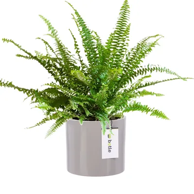 Produktbild von Blumentopf Blumenübertopf Gehäuse Farbe Hellgrau Rund Ø 12,5cm H 12cm Glanz Oberfläche Modern Glamour