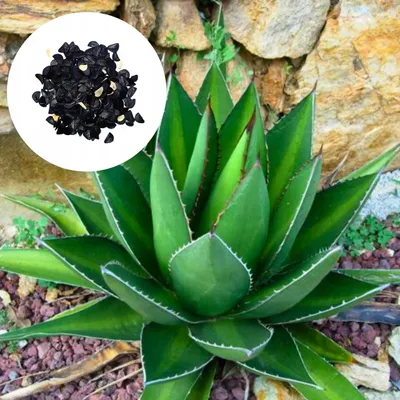Obrázek produktu pro Semena Agave Kerchovei - balení 10 ks - Exotická semena - Robustní - Agáve Kerchoveovy