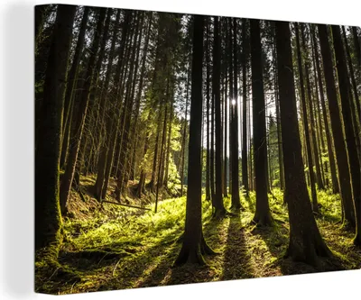 Produktbild von OneMillionCanvasses® - Leinwandbilder - 150x100 cm, Baum - Natur - Sonne - Wald, Wandbilder Kunstdruck Wanddekoration - Foto auf Leinwand - Gemälde auf Holzrahmen