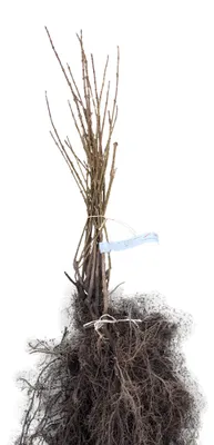 Obrázek produktu pro 10 kusů čínského zlatolistu (Forsythia int. 'Lynwood') | výška 30-50 cm, kořenový bal