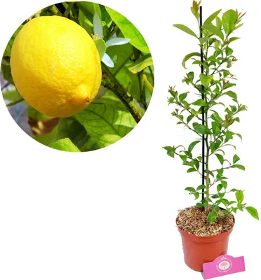 Obrázok produktu pre Citrus limon 'Zitrone' citrónovník, 2-litrový kvetináč, výška nad 60 cm