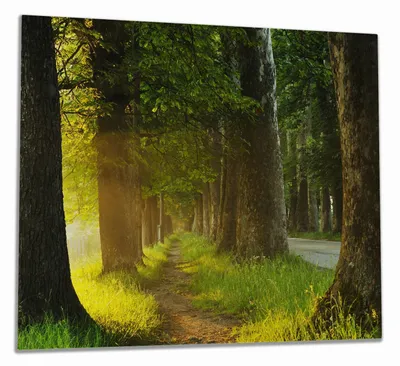 Produktbild von Wallario Herdabdeckplatte aus Glas, Größe 60 x 52 cm 1-teilig, Motiv Allee bei Sonnenuntergang