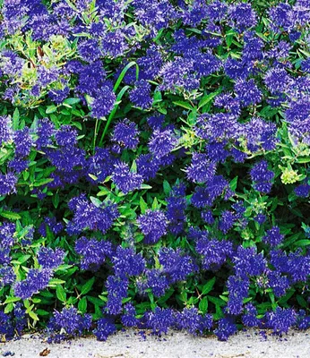 Produktbild von BALDUR Garten 1x Zierstrauch Bartblume Blauer Spatz® Pflanze im 9x9 cm-Topf, Caryopteris clandonensis, winterhart, für Standort in der Sonne geeignet, reichblühend, kompakter Wuchs, trockenresistent