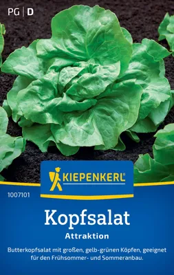 Produktbild von Kiepenkerl Kopfsalatsamen Attraktion Lactuca sativa 300 Pflanzen