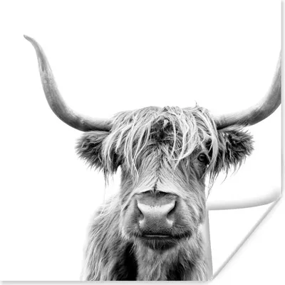 Produktbild von MuchoWow® Poster Schottischer Highlander - Schwarz - Weiß - Tiere 50x50 cm - Wohnzimmerdekoration