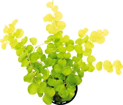Produktbild von Gelbes Pfennigkraut - Lysimachia nummularia aurea