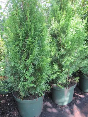 Produktbild von Lebensbaum Smaragd - Thuja occidentalis - 60-80cm