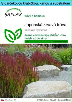 Obrázok produktu pre SAFLAX Darčeková sada - Japonská krvavá tráva - Imperata cylindrica - 50 Semená - S darčekovou krabičkou, prepravným štítkom, darčekovou kartou a pestovateľským médiom