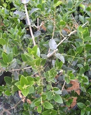 Produktbild von Steinlinde - Phillyrea latifolia - duftend - Ölbaumgewächse - 40-60