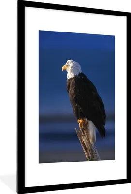 Produktbild von MuchoWow® MuchoWow® Gerahmtes Poster Adler - Nahaufnahme - Zweig 60x90 cm - Poster mit zchwarzem Bilderrahmen - Dekoration - Wandposter Wohnzimmer - Hochwertig