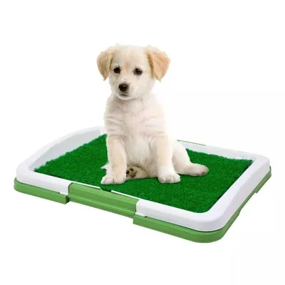 Image de Toilette pour chiens - Aide intérieure pour la propreté et le confort (47 x 34 x 6 cm, 1 L)