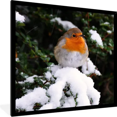 Produktbild von MuchoWow® Gerahmtes Poster Rotkehlchen - Baum - Schnee 40x40 cm - Poster mit Schwarzem Bilderrahmen Wandposter Rahmen Foto Bilder - Mit Rahmen - Wanddekoration Schlafzimmer