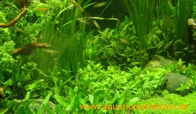 Produktbild von Wasserpflanzen Set für 250-300 l Aquarium (23)
