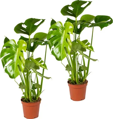 Zdjęcie produktu dla Bloomique - Zestaw 2 szt. - Monstera Deliciosa - Roślina serowa szwajcarska - Rośliny doniczkowe - Oczyszczające powietrze - Łatwe w utrzymaniu - Wysokość 50-60 cm - Doniczka 17 cm