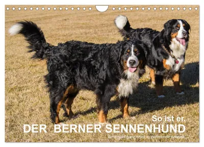 Produktbild von So ist er. Der Berner Sennenhund (Wandkalender 2027 DIN A4 quer), CALVENDO Monatskalender