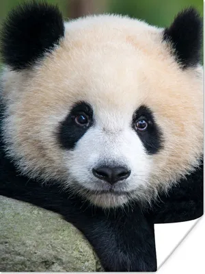 Produktbild von MuchoWow® Poster Panda - Wildtiere - Porträt - Stein 90x120 cm - Wohnzimmer