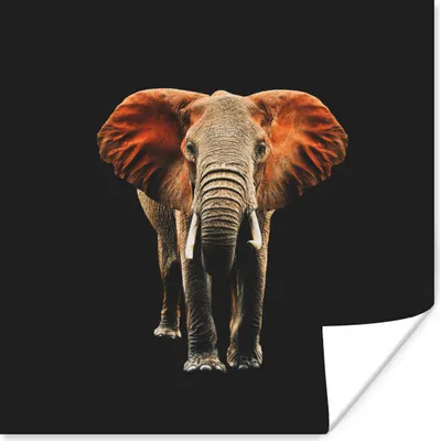 Produktbild von MuchoWow® Poster Elefant - Tiere - Zähne 50x50 cm - Wohnzimmerdekoration
