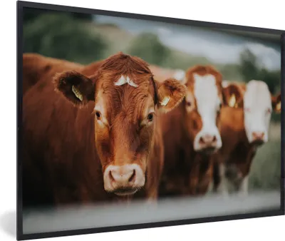 Produktbild von MuchoWow® MuchoWow® Gerahmtes Poster Kühe - Gras - Zaun 30x20 cm - Poster mit zchwarzem Bilderrahmen - Kunstdruck - Bild-Poster